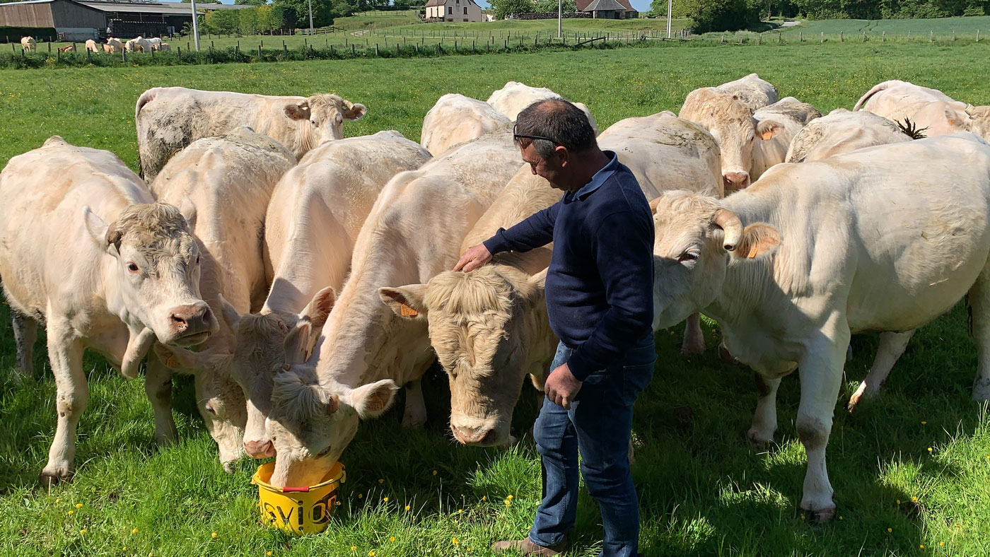 Chateau Boeuf Ridner auf der Weide mit Farmer